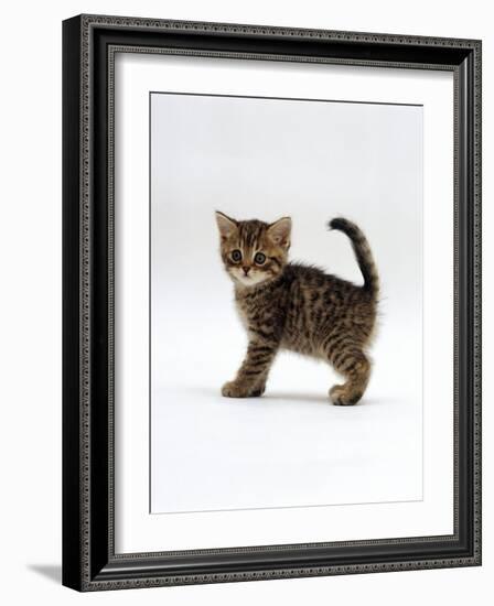 Domestic Cat, 6-Week Tabby Chinchilla Crossed with British Shorthair Kitten-Jane Burton-Framed Photographic Print