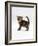 Domestic Cat, 6-Week Tabby Chinchilla Crossed with British Shorthair Kitten-Jane Burton-Framed Photographic Print