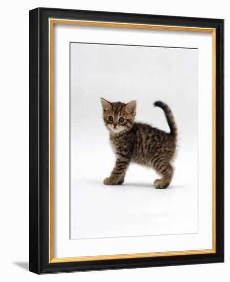 Domestic Cat, 6-Week Tabby Chinchilla Crossed with British Shorthair Kitten-Jane Burton-Framed Photographic Print