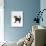 Domestic Cat, 6-Week Tabby Chinchilla Crossed with British Shorthair Kitten-Jane Burton-Photographic Print displayed on a wall
