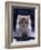 Domestic Cat, 7-Week Fluffy Silver and White Kitten-Jane Burton-Framed Photographic Print