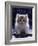 Domestic Cat, 7-Week Fluffy Silver and White Kitten-Jane Burton-Framed Photographic Print