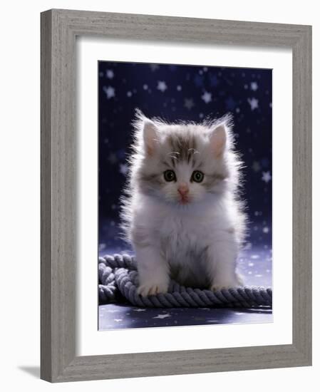 Domestic Cat, 7-Week Fluffy Silver and White Kitten-Jane Burton-Framed Photographic Print