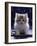 Domestic Cat, 7-Week Fluffy Silver and White Kitten-Jane Burton-Framed Photographic Print