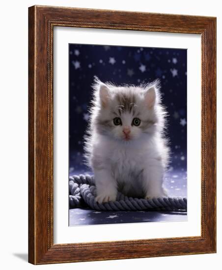 Domestic Cat, 7-Week Fluffy Silver and White Kitten-Jane Burton-Framed Photographic Print