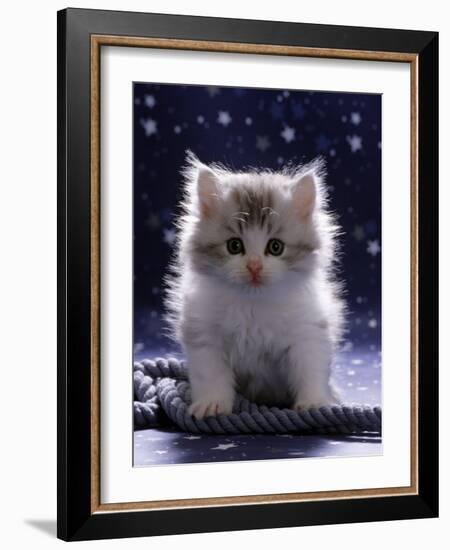 Domestic Cat, 7-Week Fluffy Silver and White Kitten-Jane Burton-Framed Photographic Print