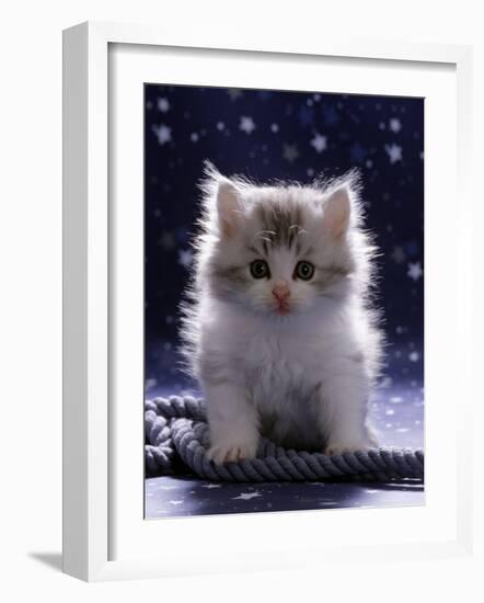 Domestic Cat, 7-Week Fluffy Silver and White Kitten-Jane Burton-Framed Photographic Print