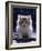 Domestic Cat, 7-Week Fluffy Silver and White Kitten-Jane Burton-Framed Photographic Print