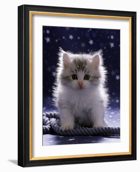 Domestic Cat, 7-Week Fluffy Silver and White Kitten-Jane Burton-Framed Photographic Print