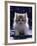 Domestic Cat, 7-Week Fluffy Silver and White Kitten-Jane Burton-Framed Photographic Print