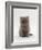 Domestic Cat, 7-Week, Male Blue Longhair Persian Kittens-Jane Burton-Framed Photographic Print