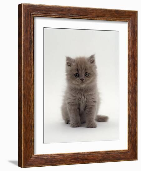 Domestic Cat, 7-Week, Male Blue Longhair Persian Kittens-Jane Burton-Framed Photographic Print