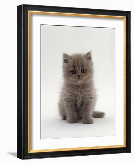 Domestic Cat, 7-Week, Male Blue Longhair Persian Kittens-Jane Burton-Framed Photographic Print