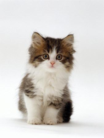 Tabby hotsell persian kitten