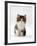 Domestic Cat, 7-Week Tabby and White Persian-Cross Kitten-Jane Burton-Framed Photographic Print