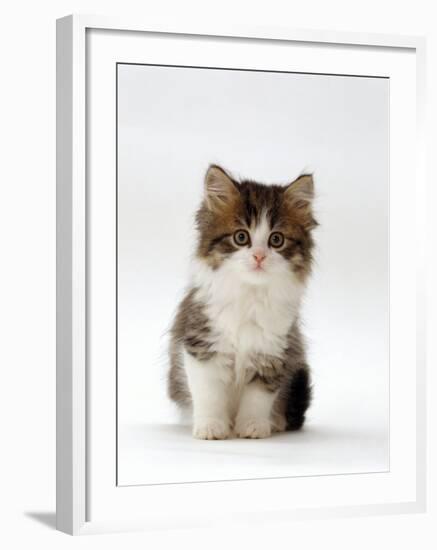 Domestic Cat, 7-Week Tabby and White Persian-Cross Kitten-Jane Burton-Framed Photographic Print