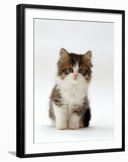 Domestic Cat, 7-Week Tabby and White Persian-Cross Kitten-Jane Burton-Framed Photographic Print