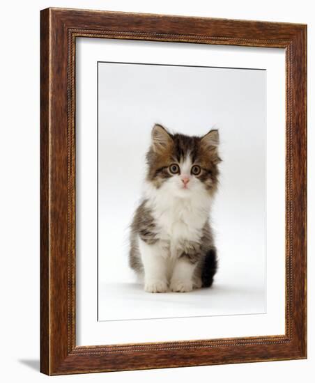 Domestic Cat, 7-Week Tabby and White Persian-Cross Kitten-Jane Burton-Framed Photographic Print