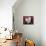 Domestic Cat, 7-Week, White-And-Tortoiseshell Kittens, Among Pink Pansies and Chrysanthemums-Jane Burton-Photographic Print displayed on a wall