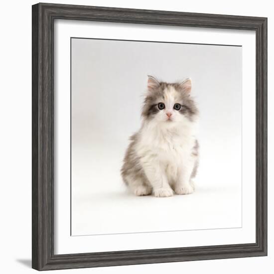 Domestic Cat, 8-Week, Chinchilla-Cross Silver Tortoiseshell Kitten-Jane Burton-Framed Photographic Print