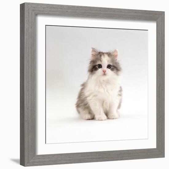 Domestic Cat, 8-Week, Chinchilla-Cross Silver Tortoiseshell Kitten-Jane Burton-Framed Photographic Print