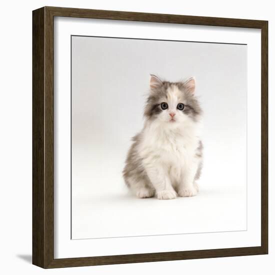 Domestic Cat, 8-Week, Chinchilla-Cross Silver Tortoiseshell Kitten-Jane Burton-Framed Photographic Print