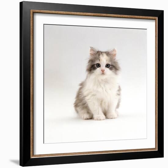 Domestic Cat, 8-Week, Chinchilla-Cross Silver Tortoiseshell Kitten-Jane Burton-Framed Photographic Print