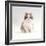 Domestic Cat, 8-Week, Chinchilla-Cross Silver Tortoiseshell Kitten-Jane Burton-Framed Photographic Print