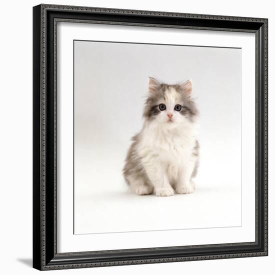 Domestic Cat, 8-Week, Chinchilla-Cross Silver Tortoiseshell Kitten-Jane Burton-Framed Photographic Print