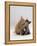 Domestic Cat, 8-Week Ginger Kitten Biting Tortoiseshell on the Mouth-Jane Burton-Framed Premier Image Canvas