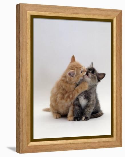 Domestic Cat, 8-Week Ginger Kitten Biting Tortoiseshell on the Mouth-Jane Burton-Framed Premier Image Canvas