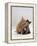 Domestic Cat, 8-Week Ginger Kitten Biting Tortoiseshell on the Mouth-Jane Burton-Framed Premier Image Canvas