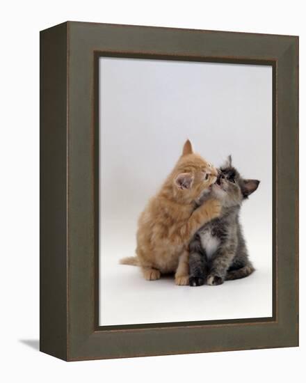 Domestic Cat, 8-Week Ginger Kitten Biting Tortoiseshell on the Mouth-Jane Burton-Framed Premier Image Canvas