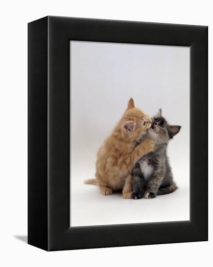 Domestic Cat, 8-Week Ginger Kitten Biting Tortoiseshell on the Mouth-Jane Burton-Framed Premier Image Canvas