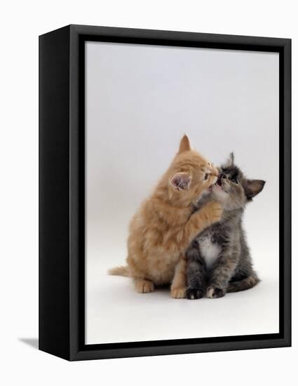 Domestic Cat, 8-Week Ginger Kitten Biting Tortoiseshell on the Mouth-Jane Burton-Framed Premier Image Canvas