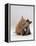 Domestic Cat, 8-Week Ginger Kitten Biting Tortoiseshell on the Mouth-Jane Burton-Framed Premier Image Canvas