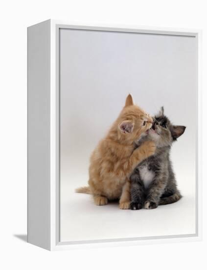 Domestic Cat, 8-Week Ginger Kitten Biting Tortoiseshell on the Mouth-Jane Burton-Framed Premier Image Canvas