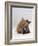 Domestic Cat, 8-Week Ginger Kitten Biting Tortoiseshell on the Mouth-Jane Burton-Framed Photographic Print