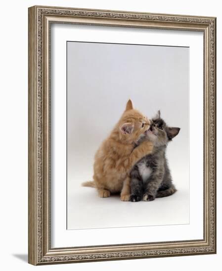 Domestic Cat, 8-Week Ginger Kitten Biting Tortoiseshell on the Mouth-Jane Burton-Framed Photographic Print