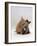 Domestic Cat, 8-Week Ginger Kitten Biting Tortoiseshell on the Mouth-Jane Burton-Framed Photographic Print