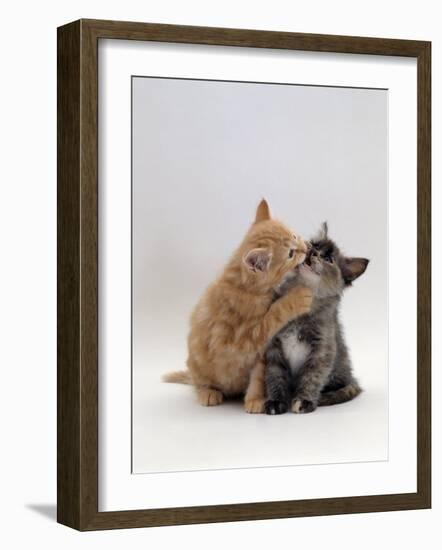 Domestic Cat, 8-Week Ginger Kitten Biting Tortoiseshell on the Mouth-Jane Burton-Framed Photographic Print