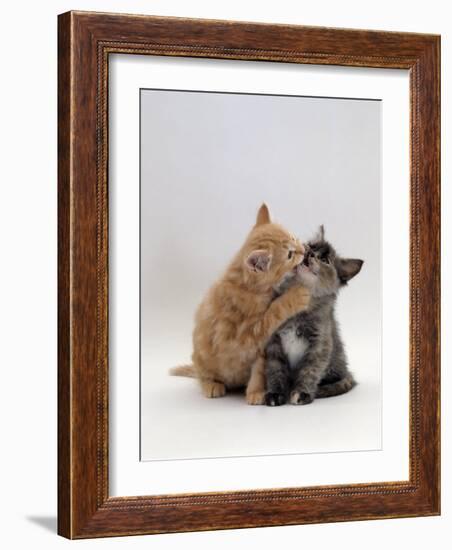 Domestic Cat, 8-Week Ginger Kitten Biting Tortoiseshell on the Mouth-Jane Burton-Framed Photographic Print