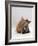 Domestic Cat, 8-Week Ginger Kitten Biting Tortoiseshell on the Mouth-Jane Burton-Framed Photographic Print