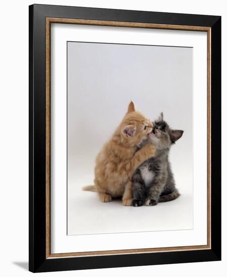 Domestic Cat, 8-Week Ginger Kitten Biting Tortoiseshell on the Mouth-Jane Burton-Framed Photographic Print