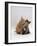 Domestic Cat, 8-Week Ginger Kitten Biting Tortoiseshell on the Mouth-Jane Burton-Framed Photographic Print