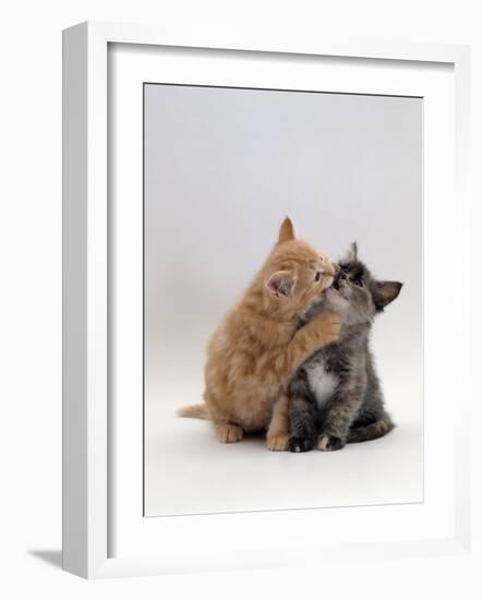 Domestic Cat, 8-Week Ginger Kitten Biting Tortoiseshell on the Mouth-Jane Burton-Framed Photographic Print