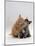 Domestic Cat, 8-Week Ginger Kitten Biting Tortoiseshell on the Mouth-Jane Burton-Mounted Photographic Print