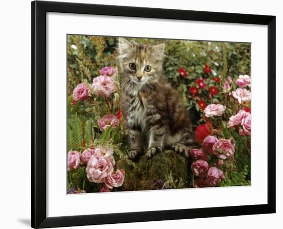 Domestic Cat, 8-Week, Long Haired Tabby Kitten with Pink Roses-Jane Burton-Framed Photographic Print