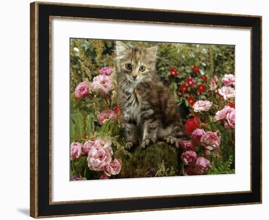 Domestic Cat, 8-Week, Long Haired Tabby Kitten with Pink Roses-Jane Burton-Framed Photographic Print