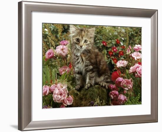 Domestic Cat, 8-Week, Long Haired Tabby Kitten with Pink Roses-Jane Burton-Framed Photographic Print